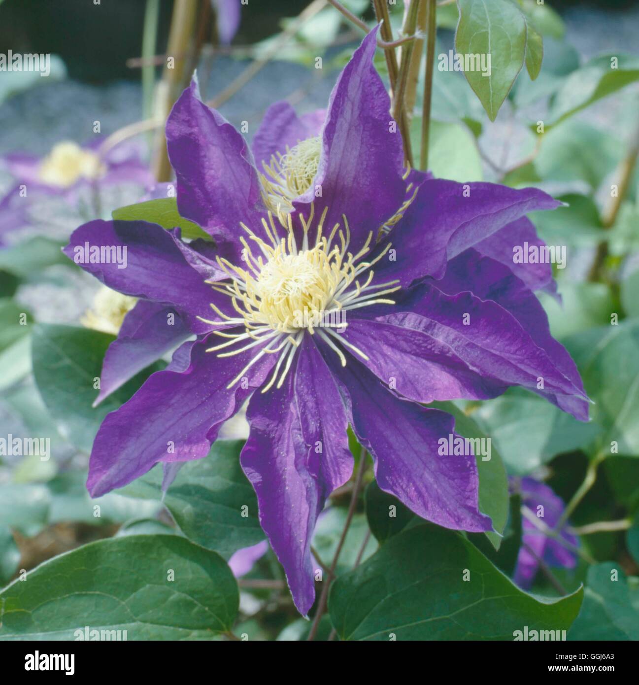 Clematis - `Haku-okan'   CLE051147 Stock Photo